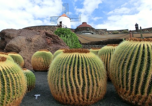Oferta Hotelera Lanzarote - Cactus y molino
